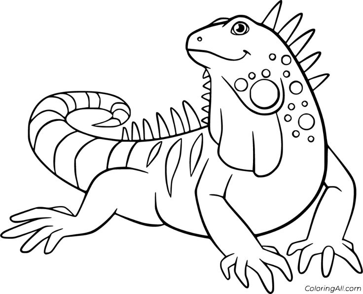 Free printable iguana coloring pages in vector form easy to print from any device and automically fit any paper â coloring pages iguana cartoon drawings