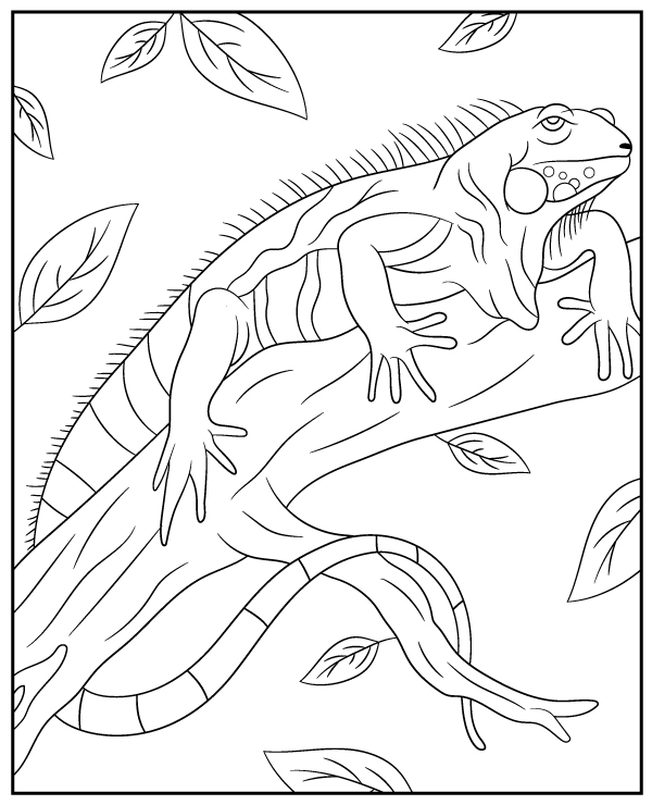 Iguana coloring page big lizard