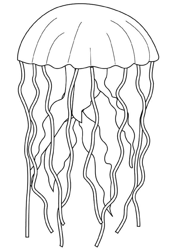 Coloring page mar para colorear pãginas para colorear de flores plantillas para colorear