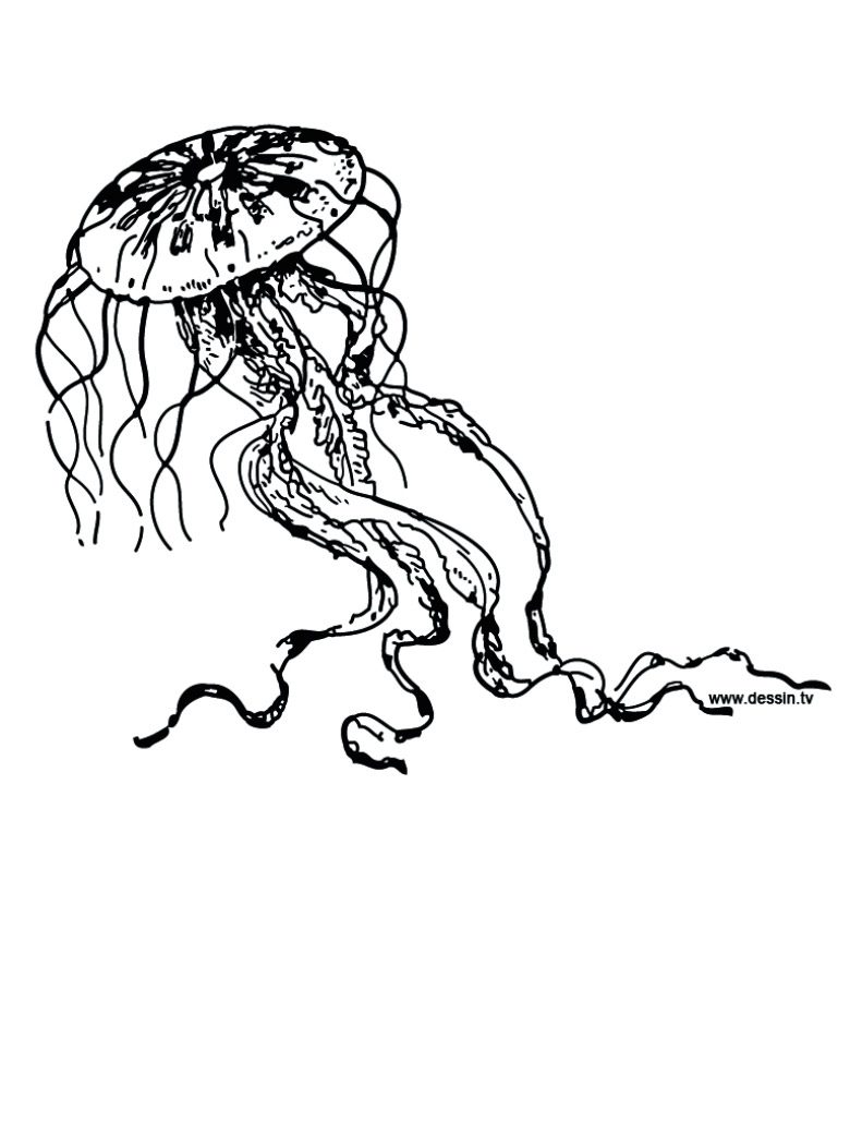Galerãa de imãgenes dibujos de para colorear