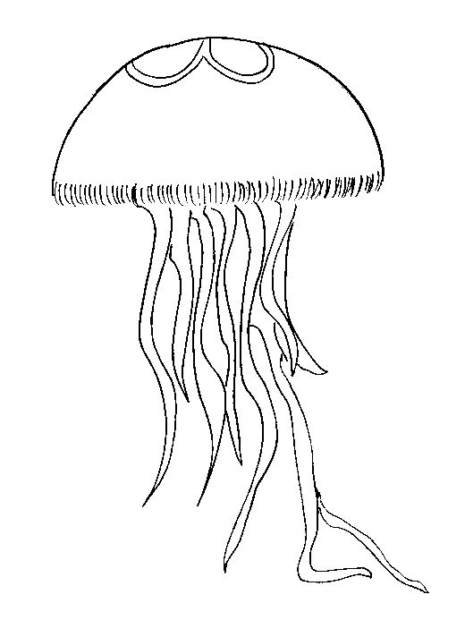 Resultado de imagen para tamaãos de medusas imagen para colorear tatuagem de medusa ãgua viva desenhos para colorir