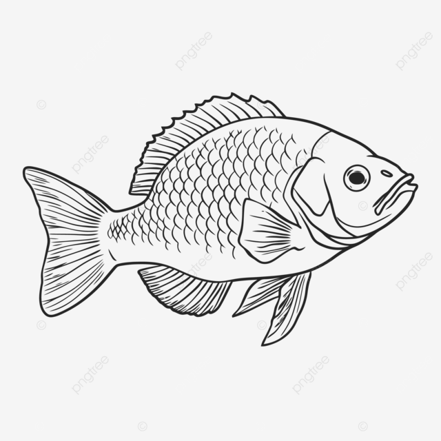 Dibujo de pez para colorear pãgina adultos quema vector png dibujos dibujo de pez dibujo de ala dibujo de anillo png y vector para dcargar gratis