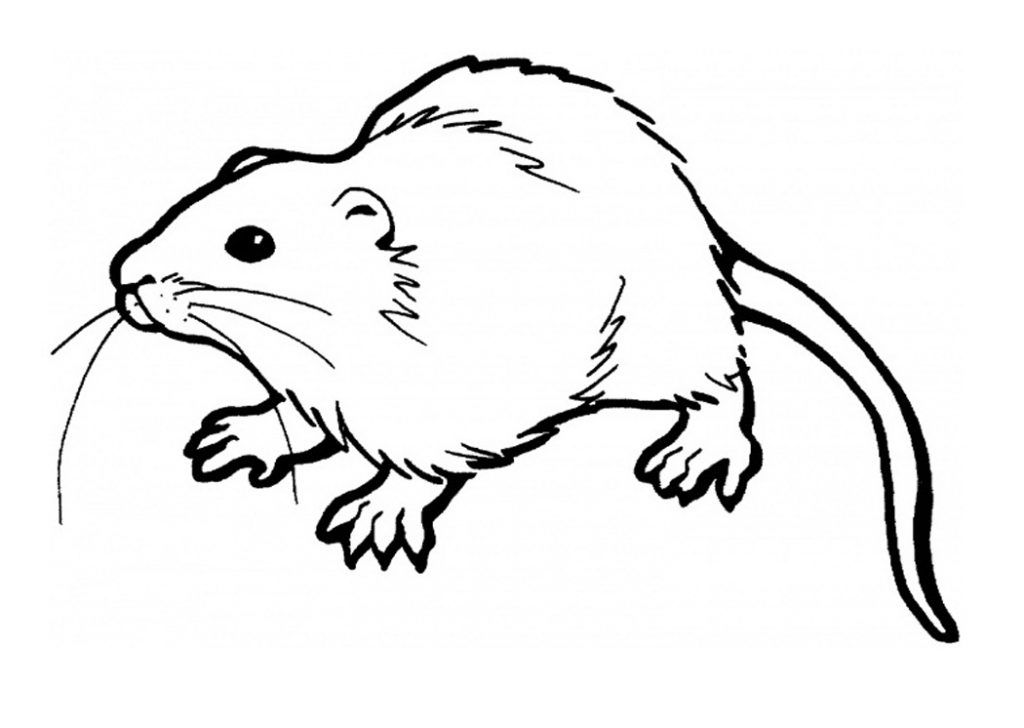 Free printable rat coloring pages for kids animal coloring pages super coloring pages coloring pages for kids