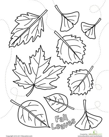 Autumn leav coloring page worksheet educationcom fall coloring pag leaf coloring page fall leav coloring pag
