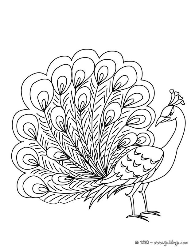 Dibujo de rueda de pavo real