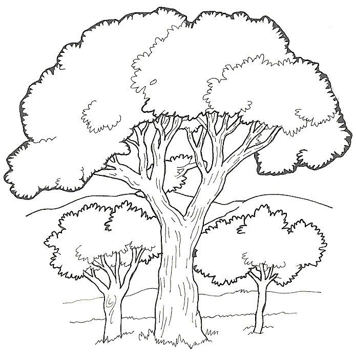 Ãrboles arvore para lorir arvore desenho floresta desenho