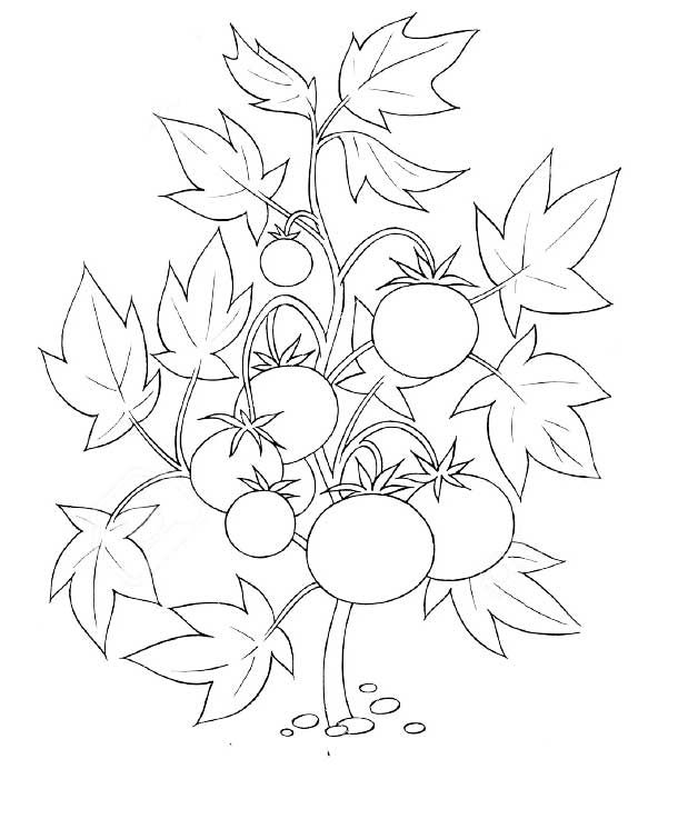 Free coloring pag for adults planta de tomate para colorear plantas de tomate dibujos libro de fieltro