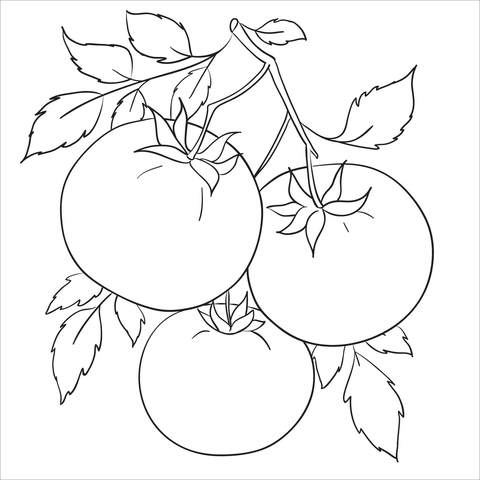 Dibujo de tomate para colorear dibujos para colorear imprimir gratis