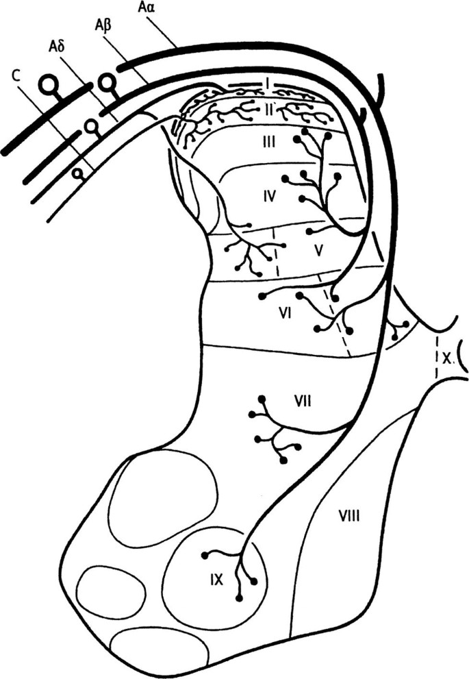 Development and developmental disorders of the spinal cord