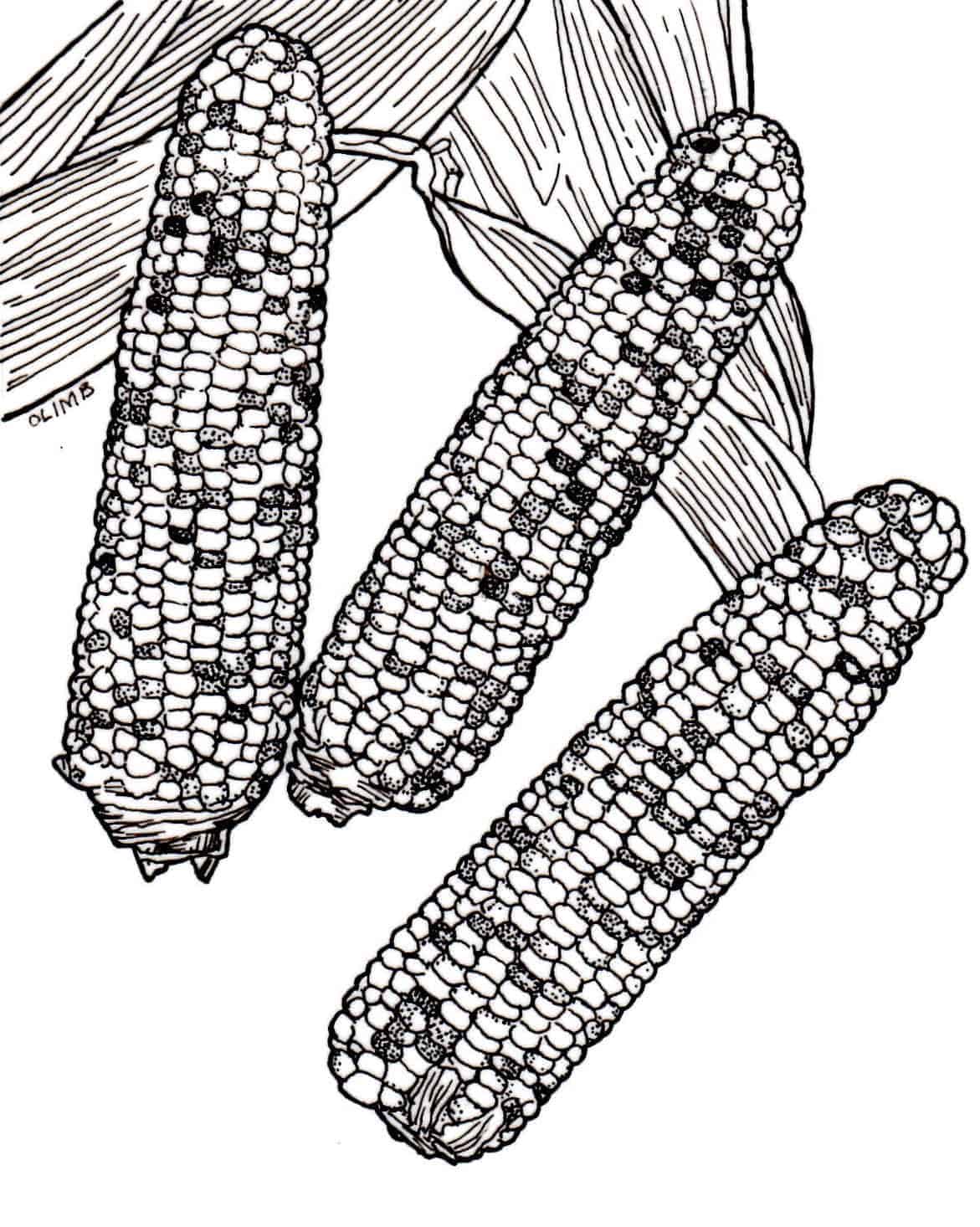 Corn sweet indian summer f all