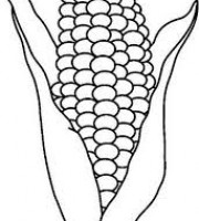 Top corn coloring pages for your little ones coloring pages
