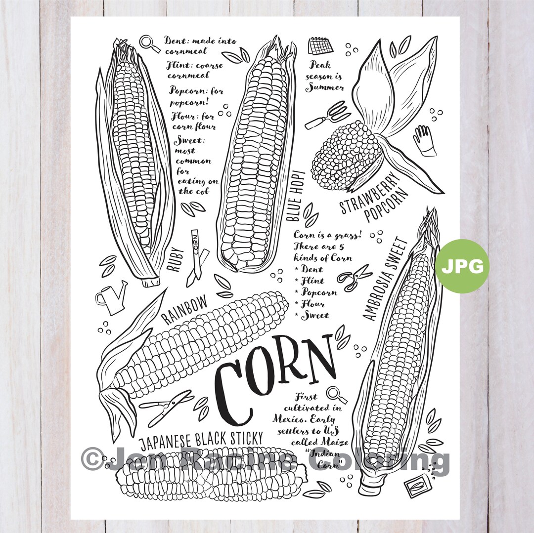Buy corn coloring page vegetable coloring page garden gardening homegrown vegetable coloring pages online in india