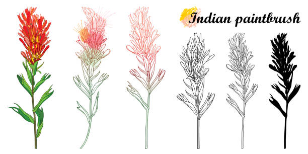 Indian paintbrush stock illustrations royalty