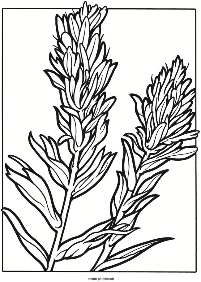 Vibrant wildflower stained glass coloring book