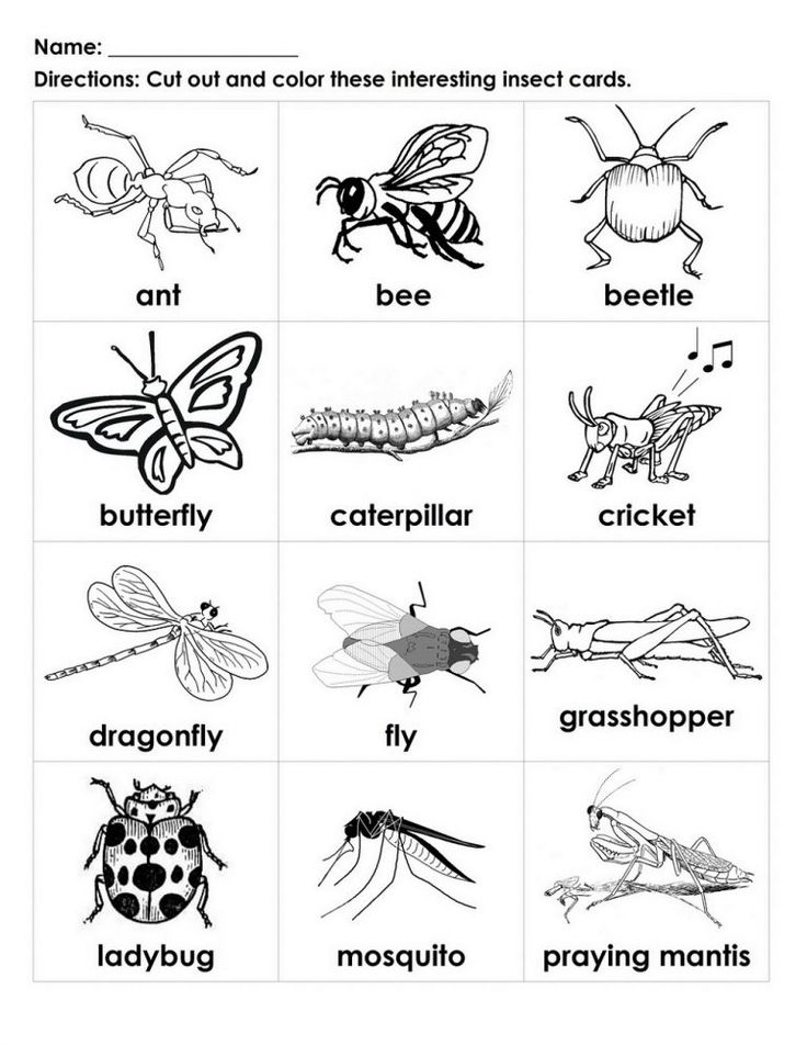 Free handouts for learning insects preschool insects for kids kindergarten worksheets