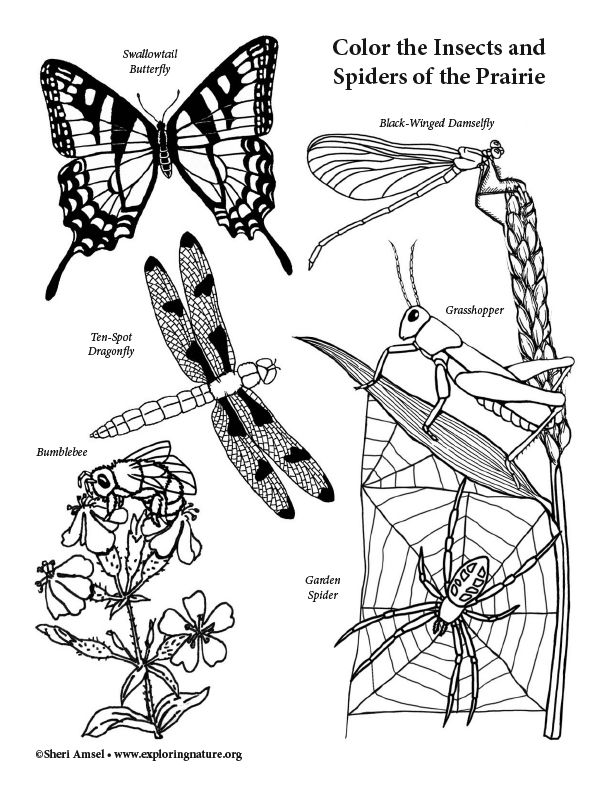 Insects and spiders of the prairie coloring page