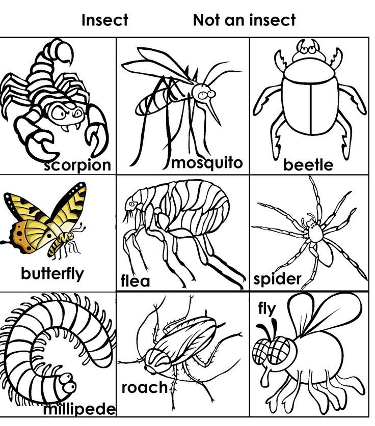 Insect not insect sort insects kindergarten reading wonders science education