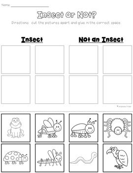 Insect or not an insect freebie sort insects preschool insect unit insect activities