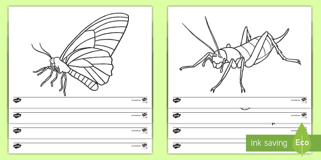 Bugs template insect louring sheets teacher made