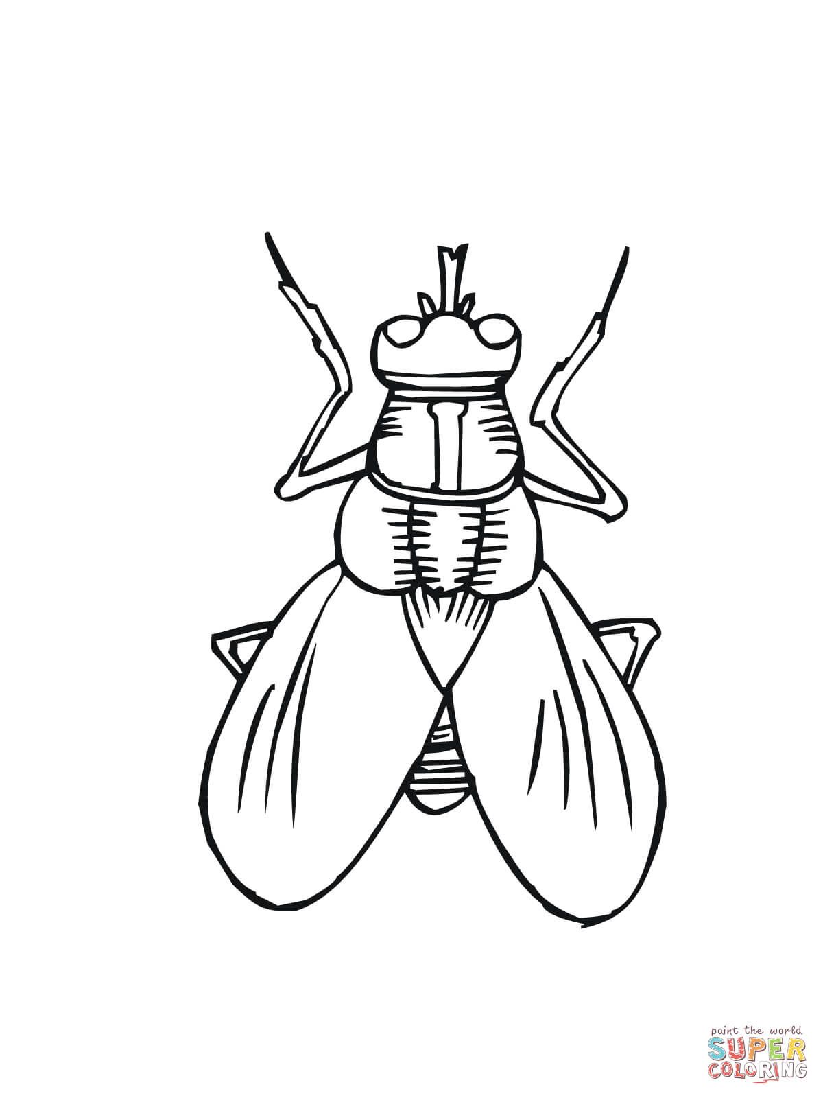 Ioioioclub pãginas para colorear imagenes de insectos pãginas para colorear para imprimir