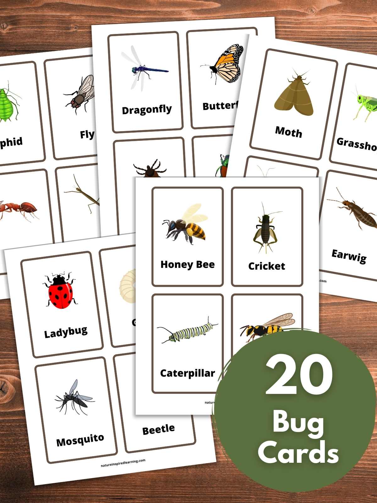 The best insect flashcards