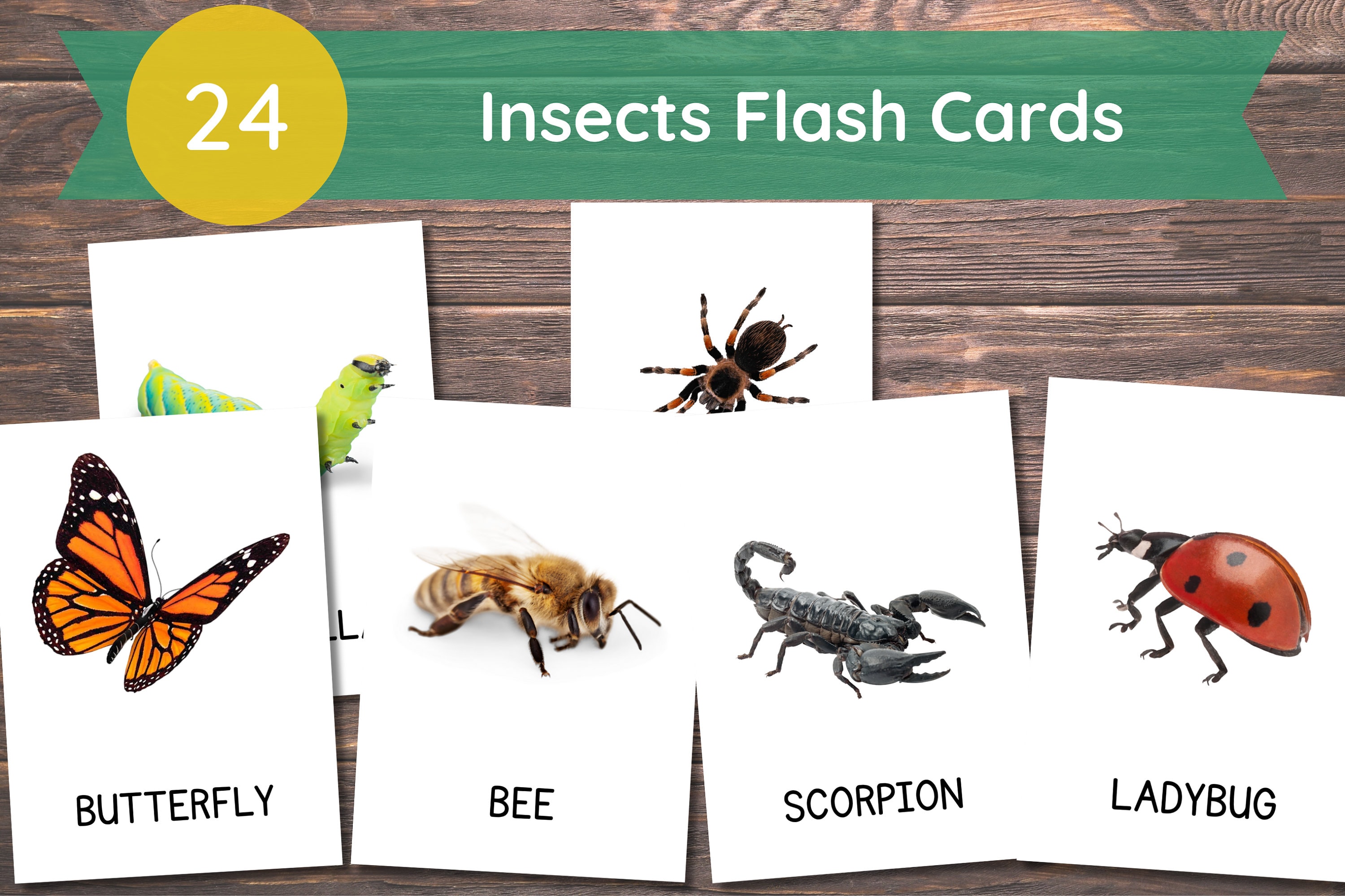 Insects cards insects flashcards printable real pictures