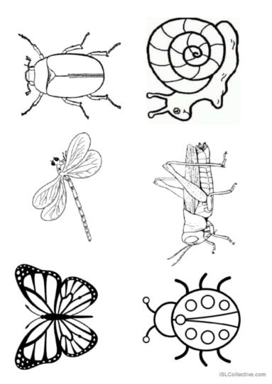 Insect vocabulary flashcards anâ glish esl worksheets pdf doc