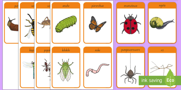 Bug flashcards ngärara flashcards te reo mäori