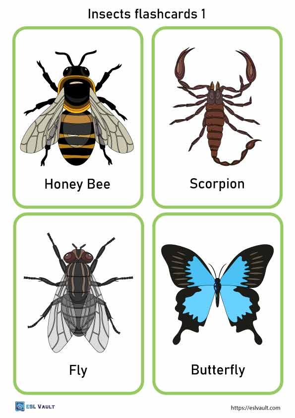Free printable pdf insects flashcards