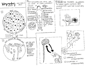 Integumentary coloring sheet body systems coloring sheet tpt