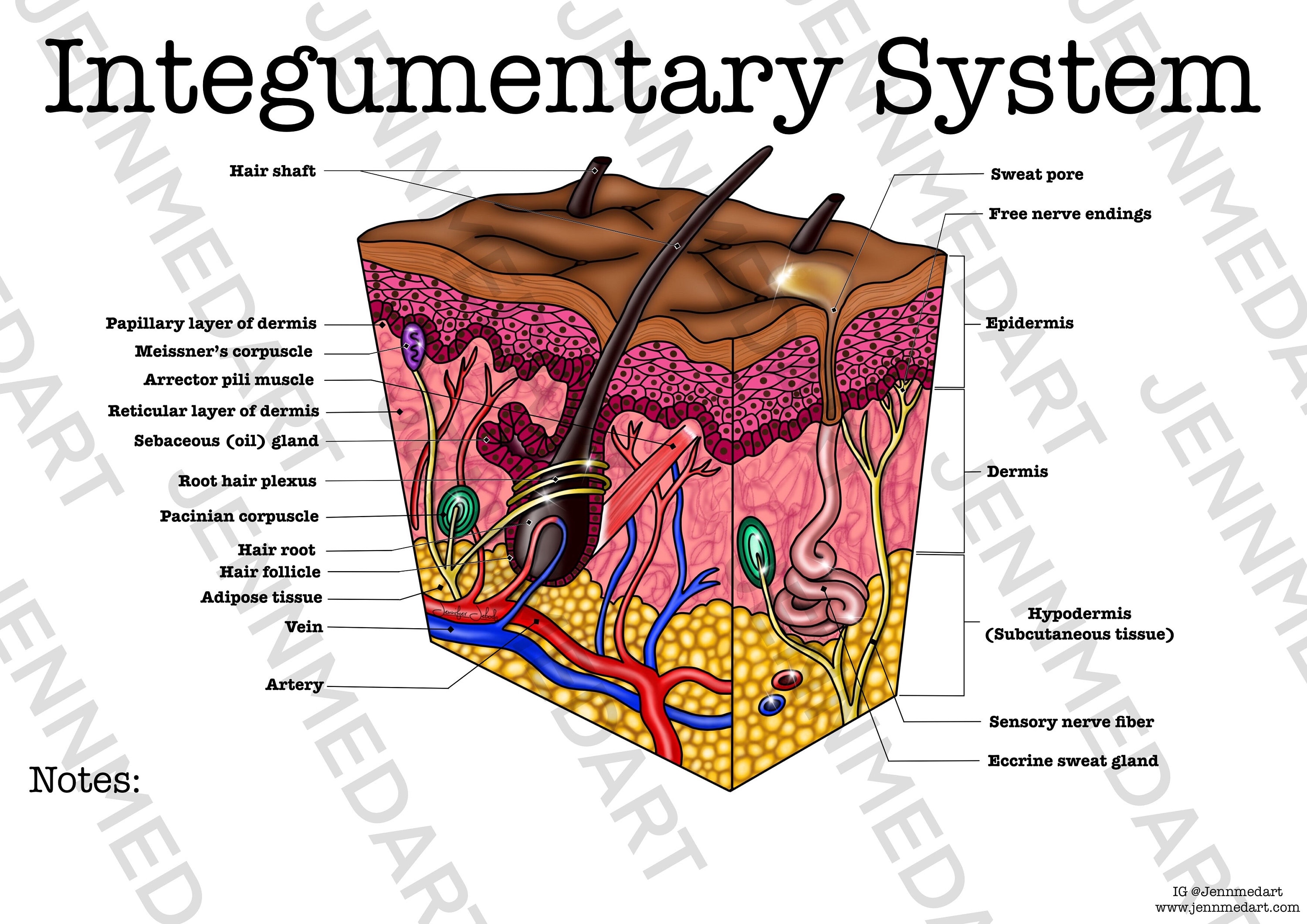 Integumentary system anatomy worksheet