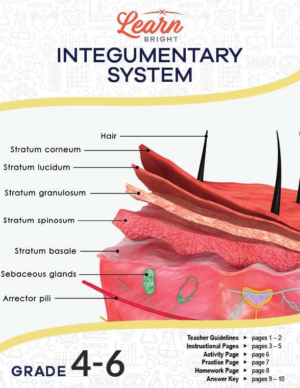 Integumentary system free pdf download