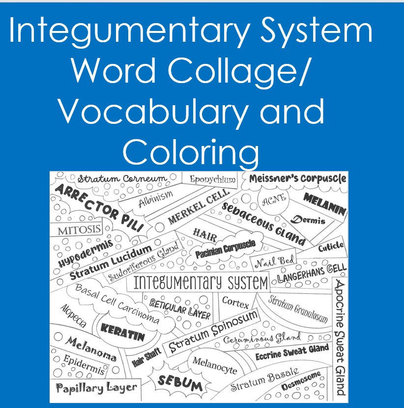 Integumentary system word collage coloring vocabulary anatomy biology made by teachers