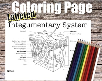 Integumentary anatomy coloring page labeled digital download skin anatomy diagram anatomy worksheet med student study guide anatomy art