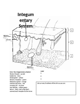 Integumentary system coloring by active anatomy and physiology tpt