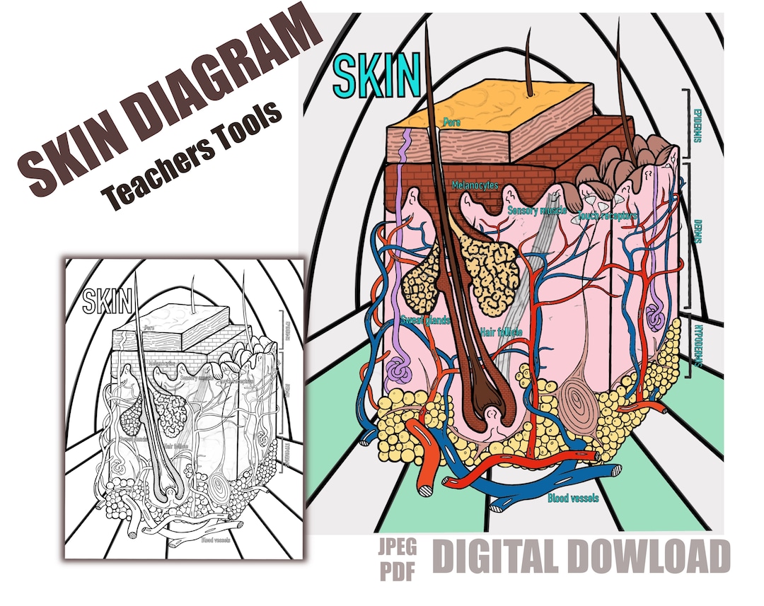 Skincare lesson skin diagram integumentary system anatomy cosmetology class teacher tools adult coloring book coloring pages download now