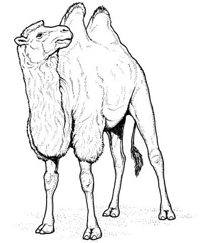 Camello dibujo â
