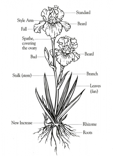 Bearded iris diagram learn more about iris