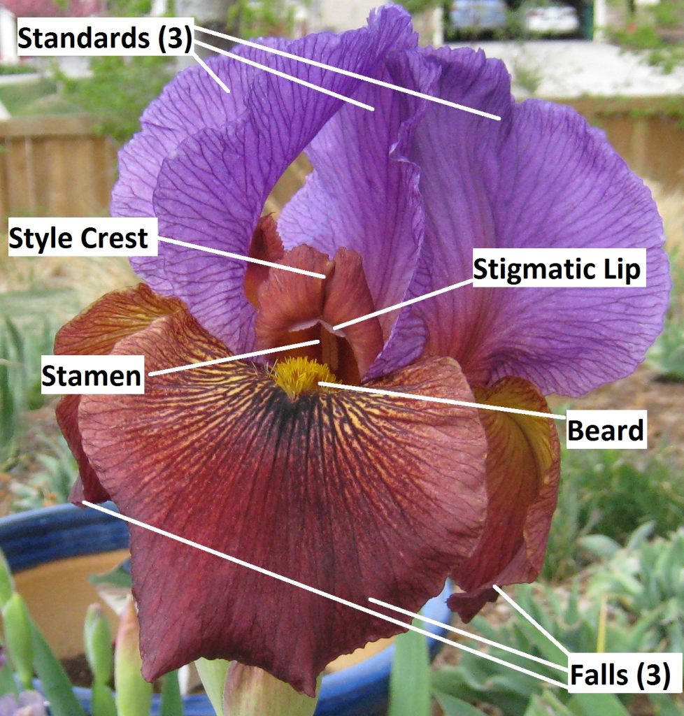 Glossary â sun country iris society