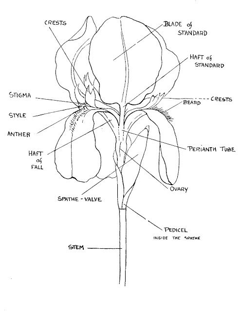 Parts of an iris flower jean stevens and keith keppel on breeding bearded irises heritage iris painting iris drawing iris flowers