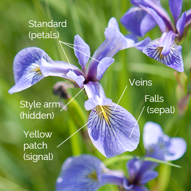 Add a rainbow to your garden with native irises