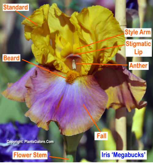 Genus iris