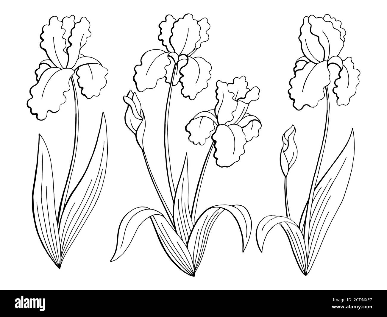 Iris flower stem black and white stock photos images