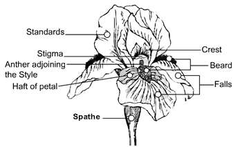 Image result for anatomy of an iris flower
