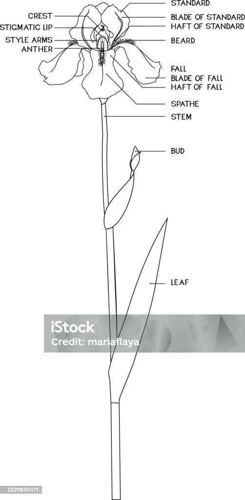 Coloring page with parts of iris flower stock illustration