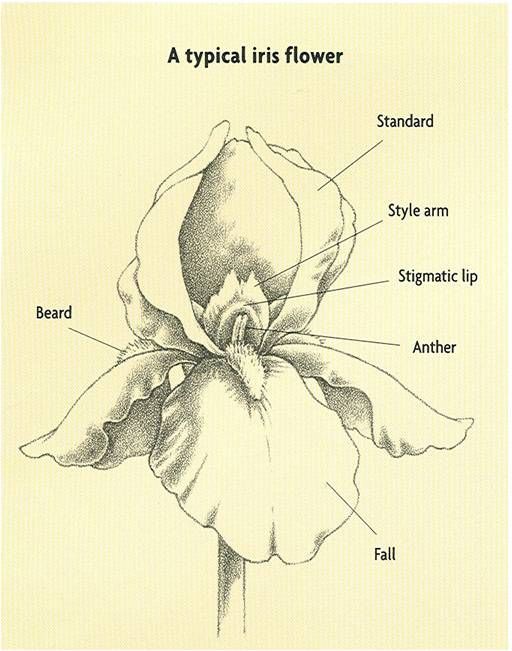 Parts of an iris flower iris flower parts