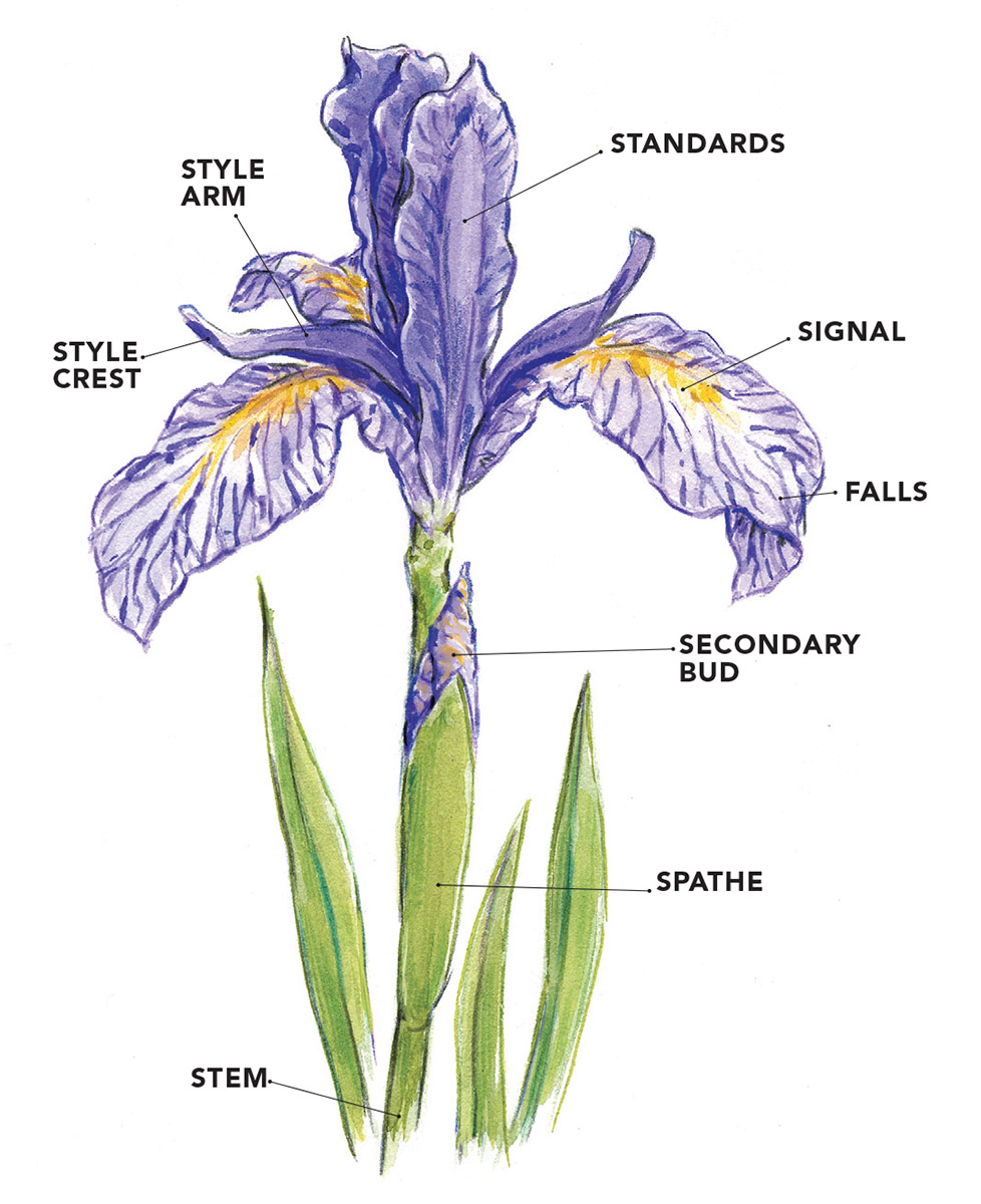 The other irises
