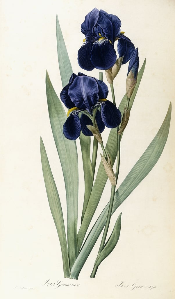 Iris germanica by prre joseph redoutã fine art print