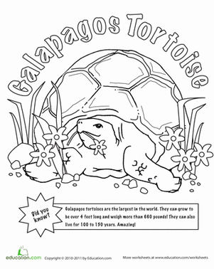 Color the galapagos tortoise worksheet education galapagos tortoise galapagos rare animals