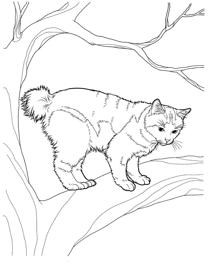 Artistic cat coloring pages for teens and adults